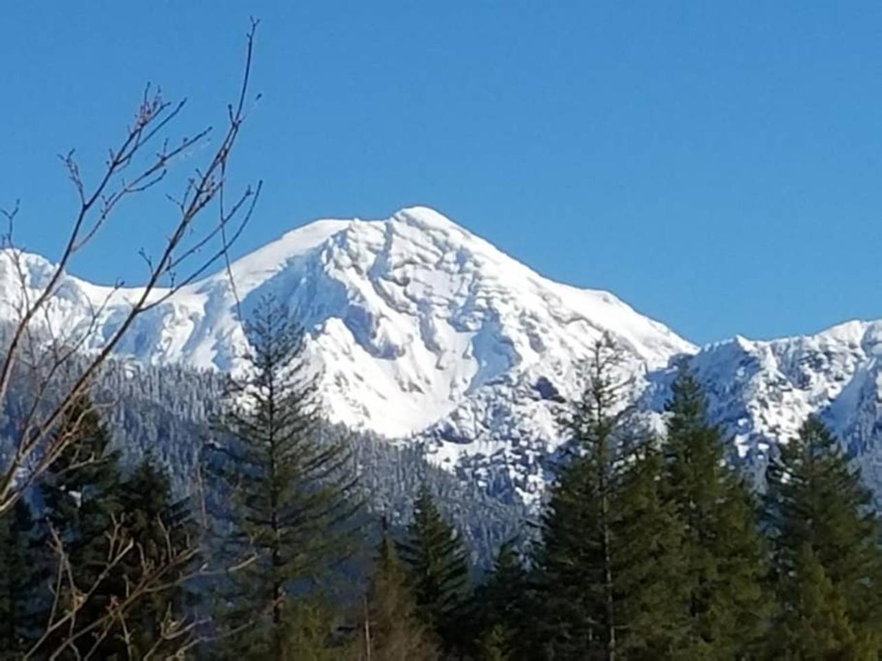 Mt Rainier Little Green Cabin On Big Creek! Ashford Ngoại thất bức ảnh